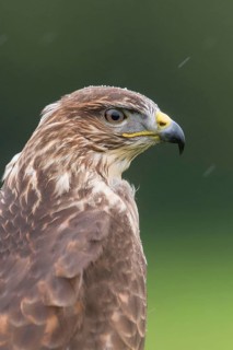 Steppe buzzard