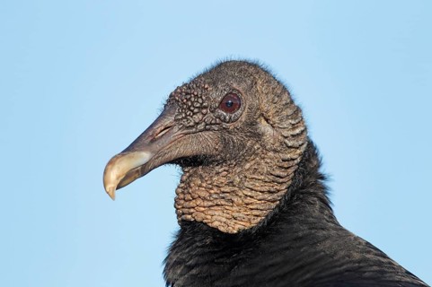 American Black Vulture