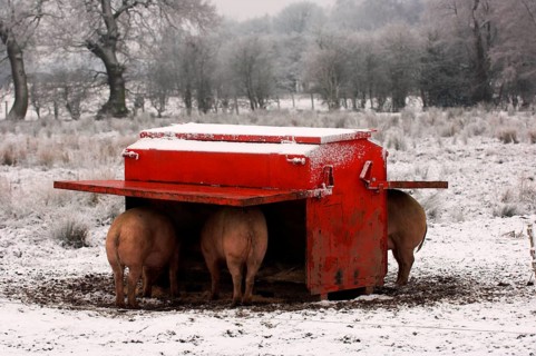 Domestic pig