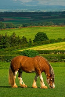 Clydesdale stallion