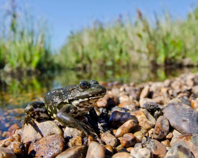 Marsh frog