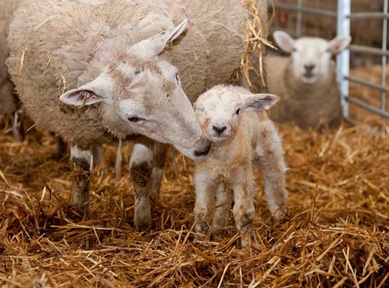 Domestic sheep