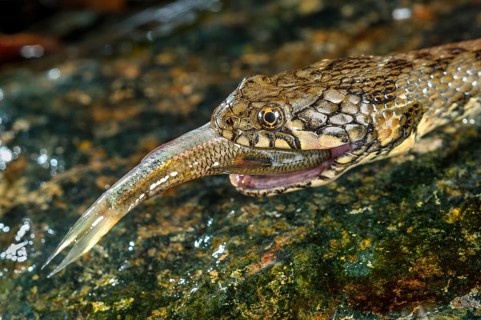 Viperine snake