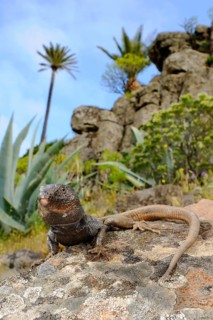 Small Canary Island Lizard