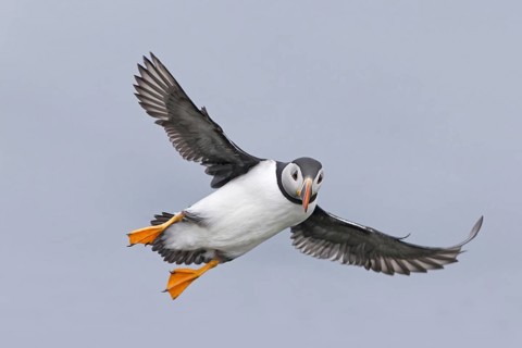 Puffin