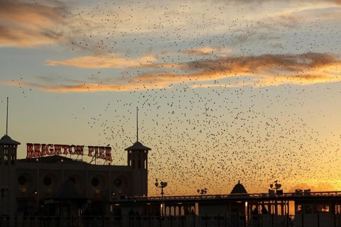 Common common starling