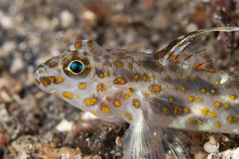 Spotted goby