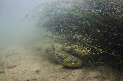 Salmo trutta forma fario