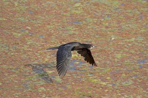 Lesser little cormorant