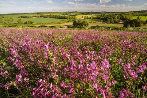 Red campion
