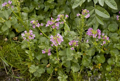 Radish-leaved Bittercress