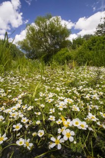 Flowering mass of river water crowfoot
