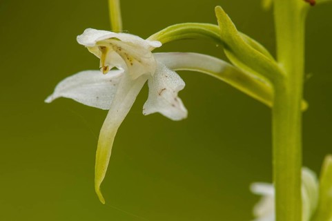 Greater Butterfly Orchid close-up of flower