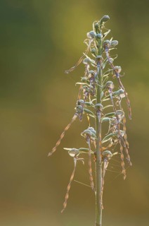 Lizard Orchid