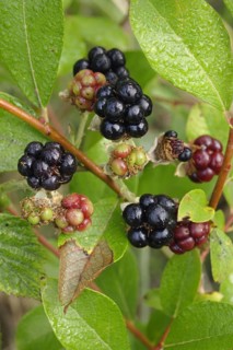 European Dewberry