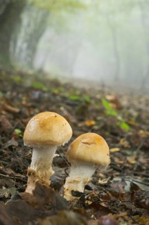 Orange grisette