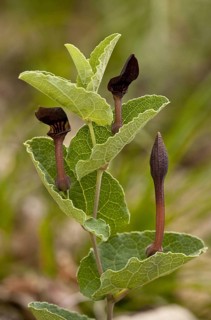 Birthwort