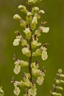 Wood Sage