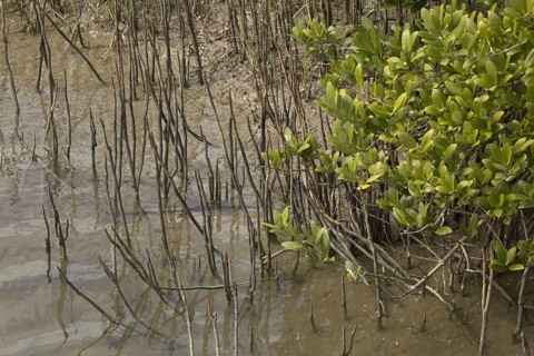 Black Mangrove