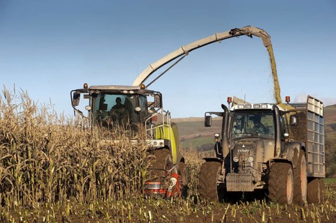 Maize