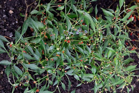 Semi-shrubby sweet pepper