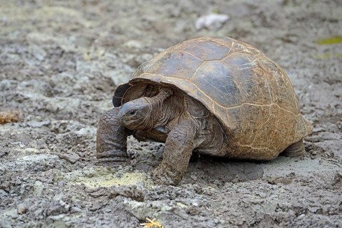 Aldabra giant tortoises