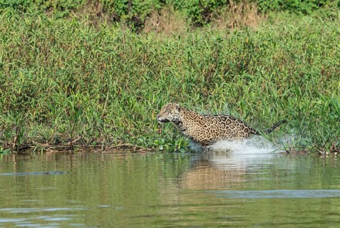 Male jaguar