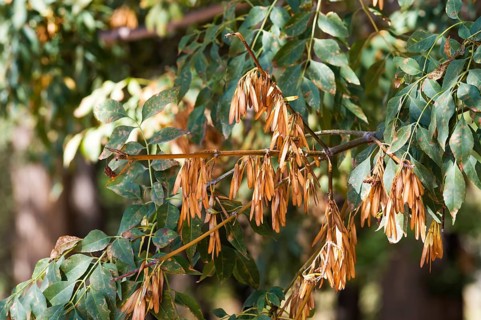 Ash trees known as Sogdian european ash