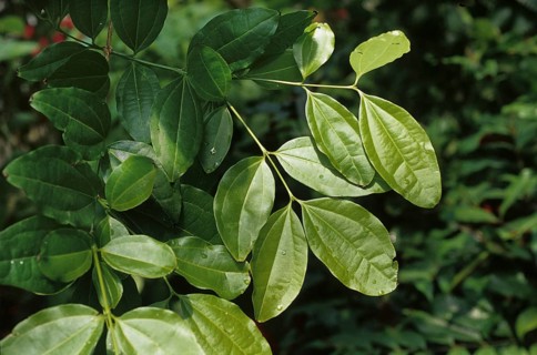 Common Nux vomica