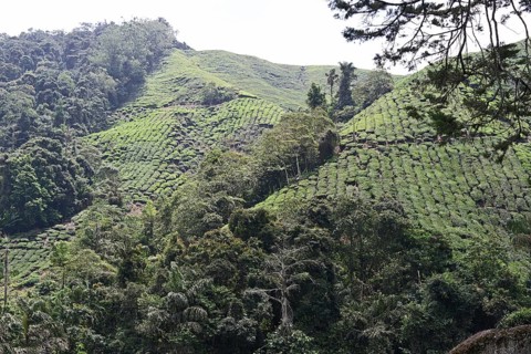 Tea Plantation