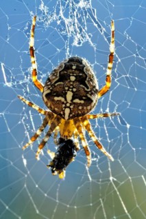 European garden spider