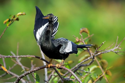 Anhinga