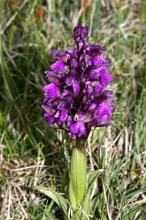 Small orchid