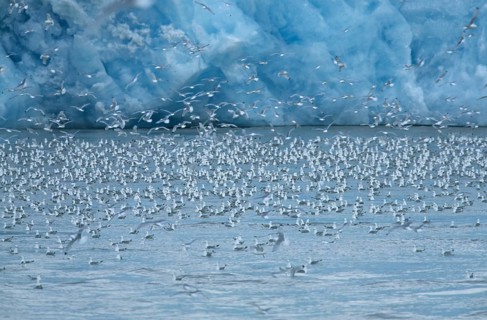 Larus tridactylus