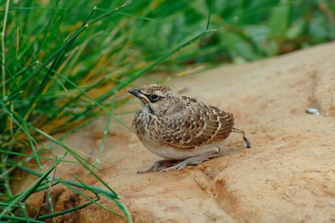 Crested Lark