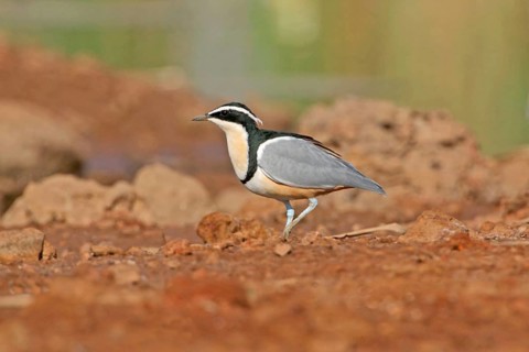 Egyptian Plover