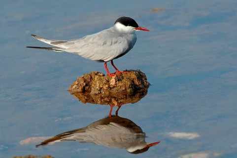 White-bearded Tern