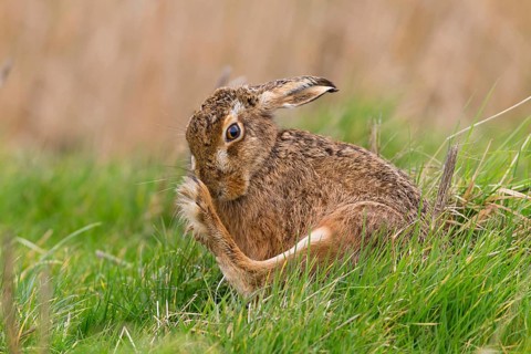 European Hare