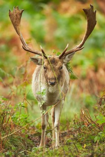 Fallow deer