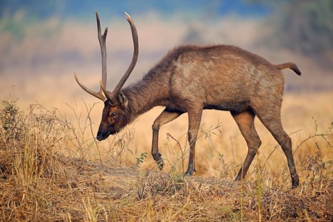 Sambar