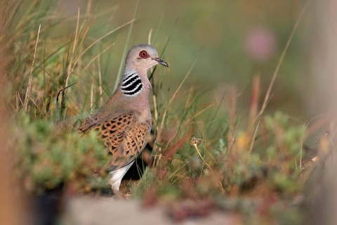 Eurasian turtle dove