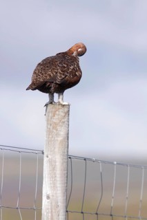 Scottish Grouse