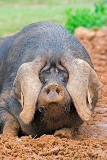 Domestic Pig