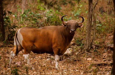 Tembadau