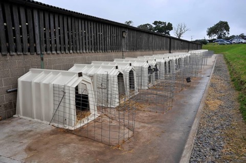 Domestic cattle