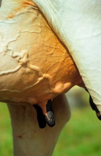 Domestic cattle