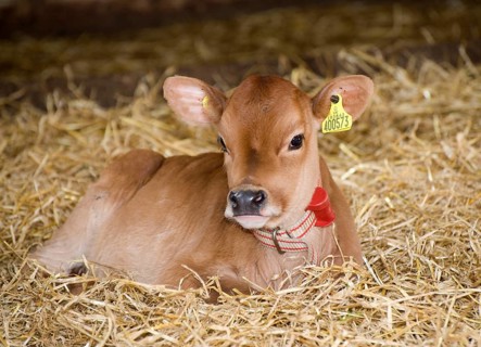 Domestic cattle