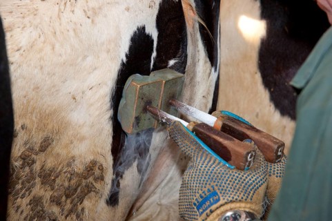 Dairy farming