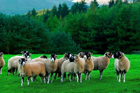 Domestic Sheep