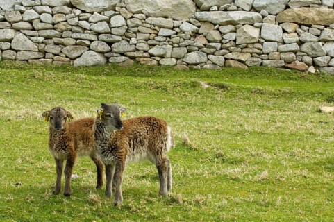 Domestic Sheep